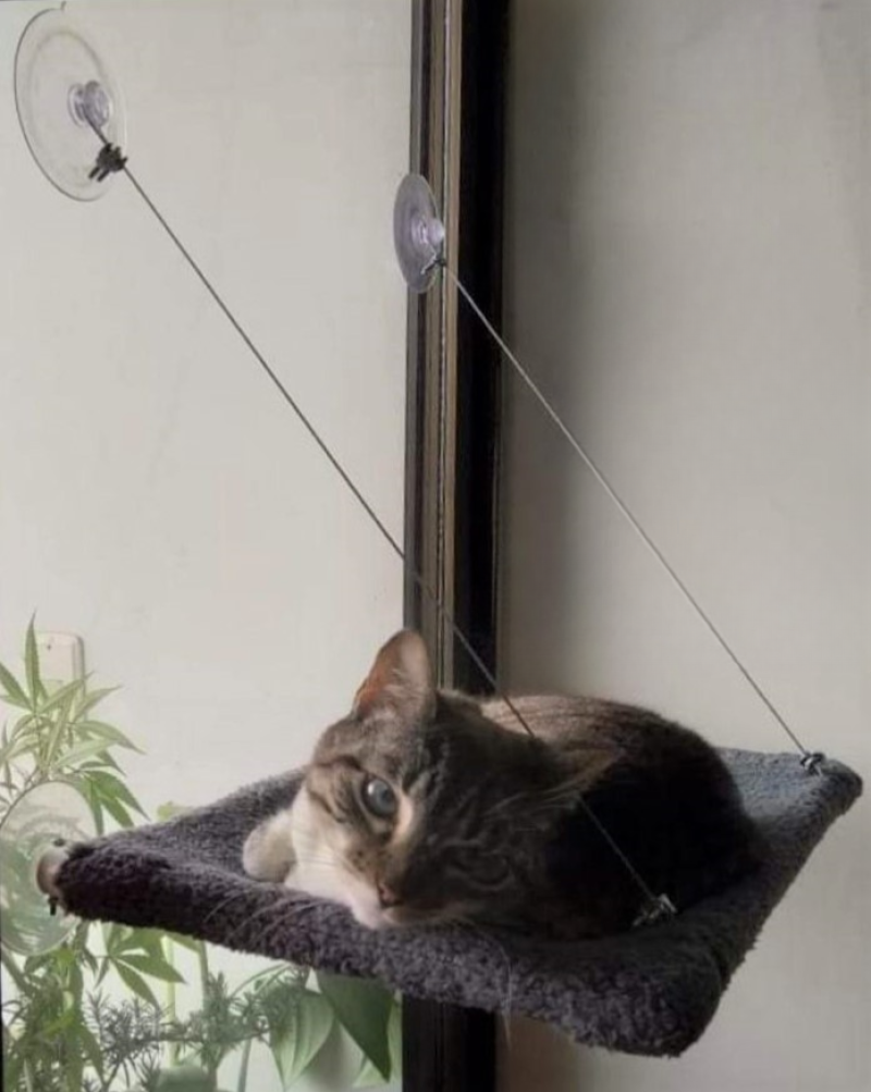 Comprar Hamaca  con chupón Para Gatos en Electroshopy